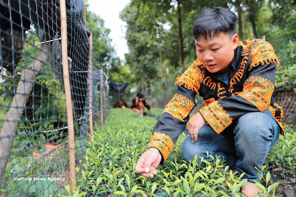 Hoang Phuc Thang inspects the growth of a wild lemon nursery in Mau Son commune, Lang Son province. (Photo: VNA)