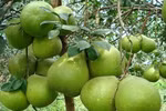 Ben Tre ready to export green pomelo to US