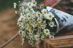 Daisies brighten up Hanoi’s streets 