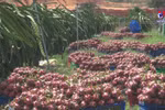 Agro-forestry-fisheries exports triple in Q1