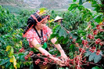 Son La festival promoting coffee production