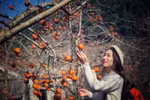Enjoying persimmon season on Moc Chau Plateau