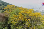 Yellow blossoms brightening Son Tra Peninsula