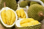 China approves 246 Vietnamese durian growing area codes