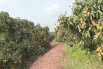 Bac Giang lychee safe from COVID-19
