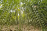 Bamboo diplomacy - A legacy of Vietnam