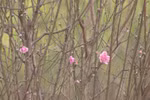 Peach blossoms helping improve Hoa Binh farmers’ incomes