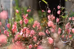 Hanoi to open over 90 spring flower markets ahead of Tet