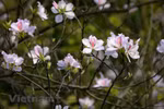 Hanoi bedecked in bauhinia flowers
