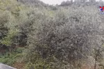 “Son tra” trees benefit mountainous farmers