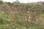 Peach blossom gardens in Ha Tinh crowed ahead of Tet
