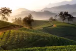 Stunning sunrise over Long Coc tea hill 