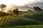 Stunning sunrise over Long Coc tea hill 
