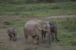 Buon Don district ends elephant rides