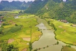 Golden hue of rice fields in Cao Bang province