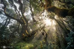 Getting lost in fairy Ta Xua forest