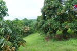 Early-ripening longan in Son La yields high economic efficiency