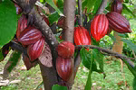 Reviving cocoa trees in Ba Ria-Vung Tau