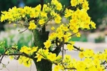 Yellow apricot blossom – a symbol of Tet in Vietnam