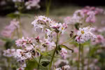 Buckwheat Flower Festival becomes tourist icon of Ha Giang