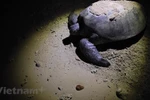 Bay Canh islet - Sea turtles' nursery in Con Dao