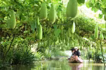 Dong Thap province works to promote development of eco-tourism 