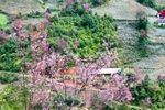 Wild peach blossoms on full display in Yen Bai