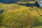 Enchanted by Sa Pa’s beauty during the golden rice harvest 