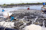 Bac Lieu shifts to organic rice farming