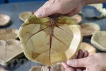 Phu Yen man makes unique plates from sea grape leaves