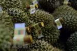 More should be done to boost durian export: Insiders