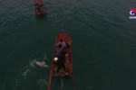 Quang Ninh: Stranded dolphin rescued in Co To