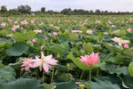 Dong Thap exerts efforts to enrich from lotus