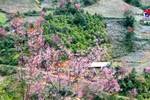 Wild peach blossoms on full display in Yen Bai
