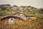 Some of the lovely homestays in the Moc Chau plateau 