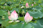 Lotus season comes alive in Ninh Binh province