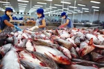 Vietnam gains 114 million USD from tra fish export to the CPTPP markets as of June 15. (Photo: baodautu.vn)