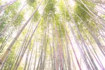 Cao Bang boasts film set-like bamboo forests 
