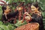 Pepper remains key export in 2017