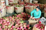 Australia approves in principle import of Vietnam’s dragon fruit 