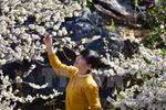 Plum flowers blossom all over Northwest region