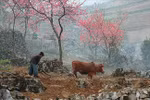 Abnormal weather worries peach blossom growers