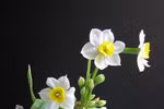 Daffodils dazzle Hanoians in Tet holiday