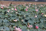Lotus seedpods bring good money to farmers in Dong Thap