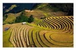 Terraced rice fields in Mu Cang Chai turn yellow