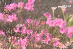 Water rail flower festival in Sa Pa