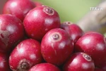 Coffee sector to expand intensive processing to add value