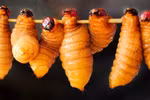 ‘Horror’ dishes to die for when in Vietnam