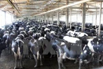 TH True Milk grabs attention at Russian int’l dairy forum 