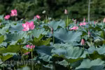 Lost in the charm of lotus valley near Hanoi